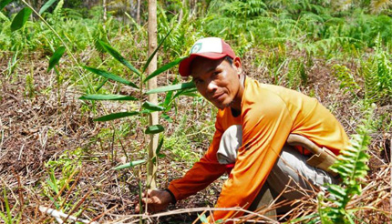 Moorlandprojekt Indonesien