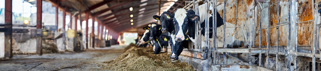 Landwirtschaftliche Belüftung 